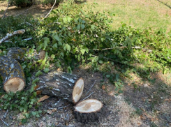 Больше десятка опасных деревьев спилили на территории Волгодонска 