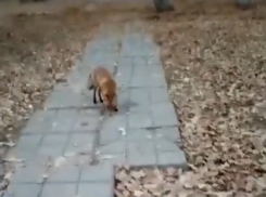 Хитрая лиса в поисках мышей пробралась на окраину старого города Волгодонска