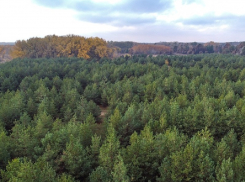 Как после войны окрестности будущего Волгодонска засадили лесами