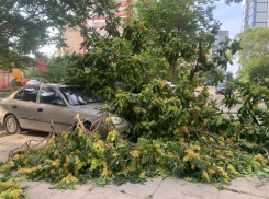 «Боятся взять на себя ответственность?»: упавшее на автомобили дерево до сих пор лежит на прежнем месте