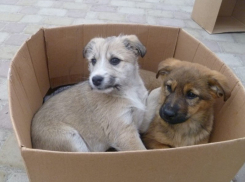 Двум маленьким щенкам с улицы пытаются найти дом в Волгодонске
