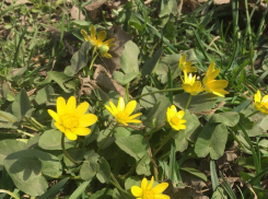 До +17 градусов обещают синоптики Волгодонску сегодня 