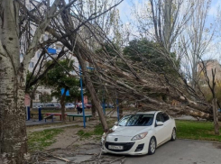  Сильный порывистый ветер валит деревья в Волгодонске