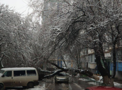 Деревья продолжают падать на провода и автомобили в Волгодонске 