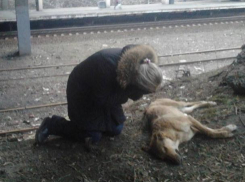 Недалеко от Волгодонска догхантеры травят бездомных и домашних собак