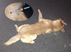 В Волгодонске у входа в «Платинум» собаку убили самодельным дротиком с ядом