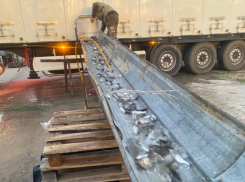 Более 100 тысяч экземпляров молоди толстолобика выпустили в Цимлянское водохранилище