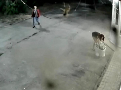 Ночная охота на цветы: молодежь оборвала две цветочные клумбы на Ленина и попала на  видео 