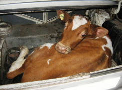 Четырех коров украли у фермера в Волгодонском районе 