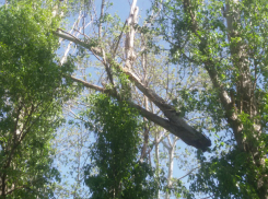 Смертельно опасная коряга испугала родителей волгодонских школьников