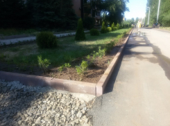БВП обсадили бирючиной
