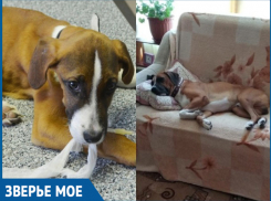 За три года из брошенного и истощенного щенка добрые волгодонцы вырастили упитанного пса