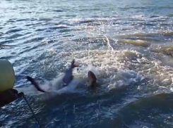 На Ростовской АЭС выпустили в водоём-охладитель восемь тонн рыб-камышеедов