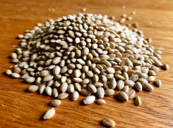 Эксперты рассказали, как правильно хранить семена для будущего урожая