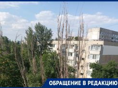 «Многолетний сухостой на территории школы несет серьезную угрозу для детей»: волгодонцы