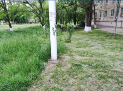 «Траву косят, мусор убирают»: в администрации прокомментировали жалобы горожан и отчитались о проделанной работе