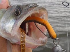 Волгодонским рыбакам запретили ловить судака в реке Дон