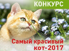 Заканчивается прием заявок в конкурсе «Самый красивый кот-2017»