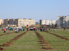 В Волгодонске хотят посадить две тысячи саженцев за один день