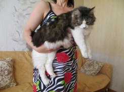Самая большая кошка в Волгодонске ищет хозяев