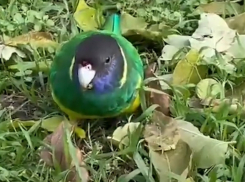 Сбежавших в Волгодонске попугаев удалось поймать с помощью сачка