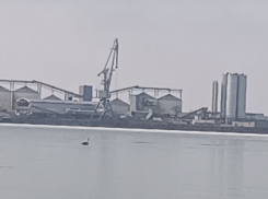 Лебедь смог  избежать смерти во льдах на заливе в Волгодонске