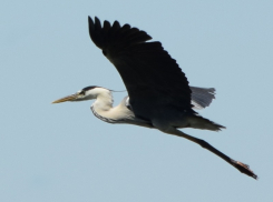 Почему элегантные серые цапли сделали Волгодонск своим домом