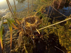 Вдоль реки Сухой установили искусственные гнезда для птиц