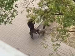 «Мы боимся выйти из дома!»: агрессивный пес устроил кровавую расправу в Волгодонске 