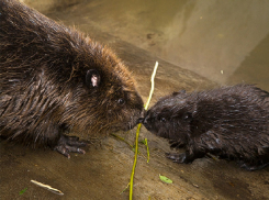 На противоположном от Волгодонска берегу Дона бобры построили 10 подземных поселений 
