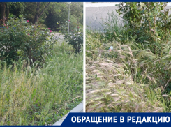«Трава скоро станет выше роз»: волгодонцы ждут покоса травы в сквере Машиностроителей