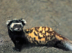 «Высасывают мозги и любят подраться»: милый вид перевязок может быть обманчивым 