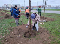 «Мороз не страшен»: отдел охраны окружающей среды Волгодонска заверил, что саженцам ничего не грозит