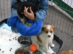 Волонтерам удалось собрать немного денег для бездомных собак на акции в Волгодонске 