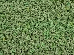 «Их здесь десятки тысяч!»: нашествие огромных зеленых гусениц под Волгодонском сняли на видео