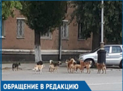 Своры бездомных собак - одна из главных проблем города, - волгодонцы