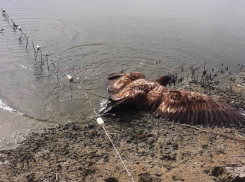  «Кабан погиб, орлан выжил»: на Цимлянском водохранилище животные угодили в браконьерскую ловушку с крючьями 