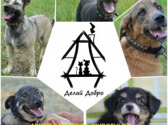 Благотворительная акция в помощь бездомным животным пройдет в Волгодонске 