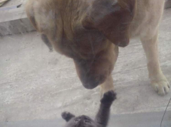 Кошка "Сима" и лабрадор "Буч" в конкурсе "Мой забавный питомец"
