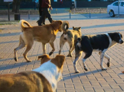 Следственный комитет заинтересовался нападениями бродячих собак в Волгодонске