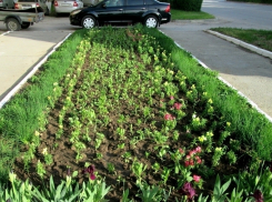 Цветочные клумбы за 2,4 миллионов рублей украсят пять дорог в Волгодонске