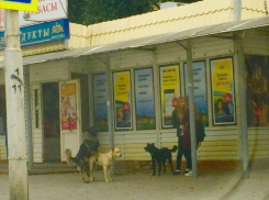 На моих глазах в центре города стая бродячих собак разорвала крошечного котенка, − читатель