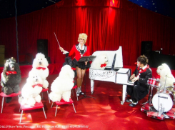 Легендарный цирк-шапито «Каракат Шоу» везет в Волгодонск головокружительные трюки и дрессированных животных