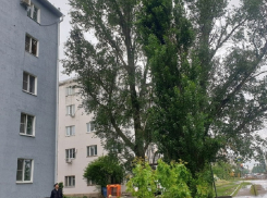 «Чертов тополь» на Маяковского кронируют после обращения в «Блокнот»