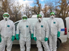 Люди с приманкой: ветеринары Волгодонска провели осеннюю иммунизацию диких животных от бешенства