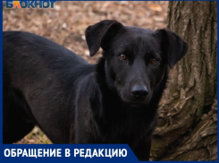 «Стая собак напала на 10-летнего мальчика на В-8»: волгодончанка