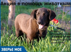 Волгодонцы смогут оказать гуманитарную и финансовую помощь бездомным животным