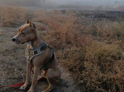 Волгодонские ветеринары рассказали, как правильно гулять с собакой в дождливую пору