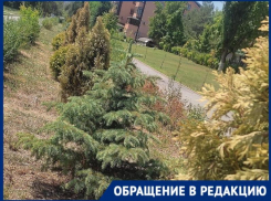 «В 40-градусную жару туи погибли»: волгодончанка обеспокоена внешним обликом города 