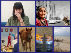 Обезумевший муж, цирк в Зимовниковской администрации, трагичное воссоединение лошадок: итоги недели вместе с «Блокнотом Волгодонска»